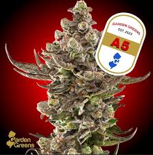 Flower | A5 | Big Buds | 3.5G