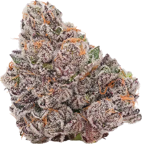 Loud Stash | Blue Venom