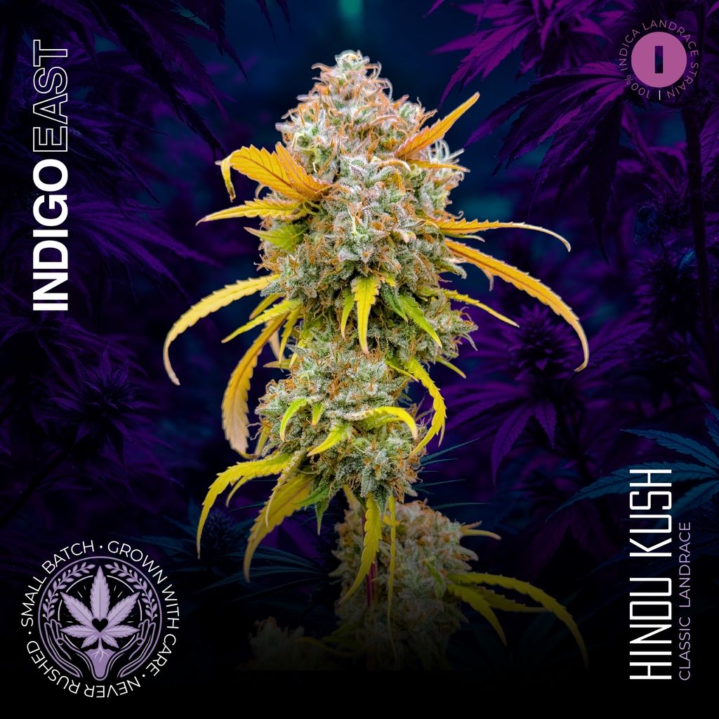Hindu Kush | Indigo East | Flower
