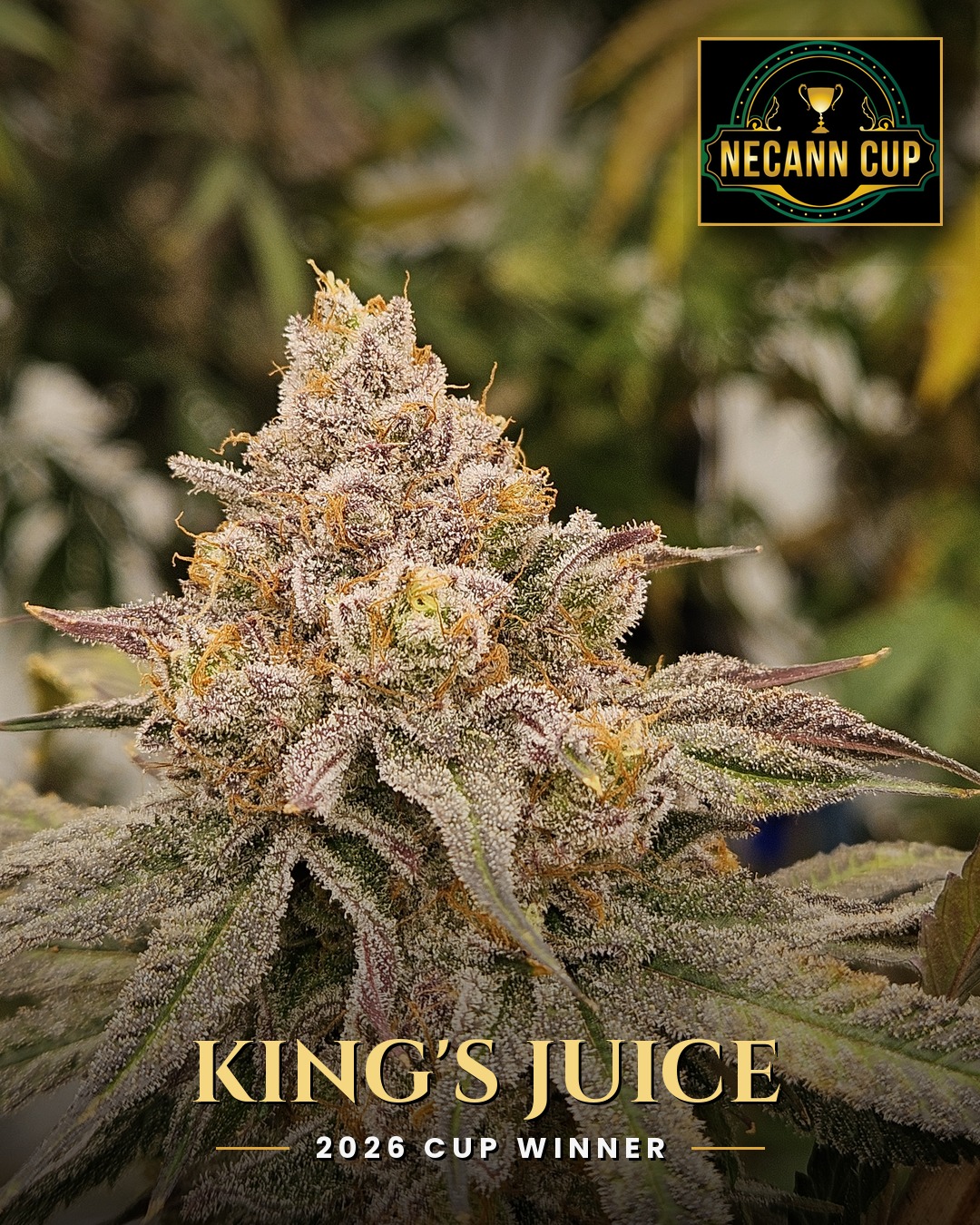 King's Juice (H) Evergreen Ind