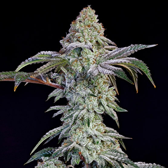forbins Super Boof 1grm bulk Hybrid