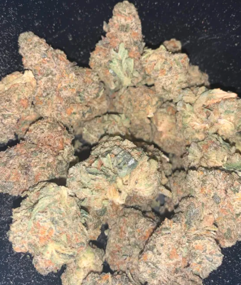 Nature's WIP | Marmalade | Hybrid | Bulk Flower | Platinum
