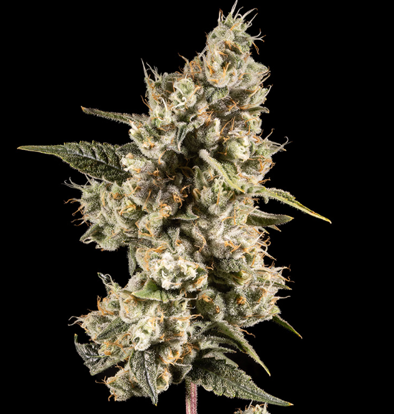 Juicy Fruit