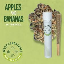 Jerzy Landscapes | Preroll | Highbird ( Apples & Bananas x Bickett OG | 1G - Hybrid