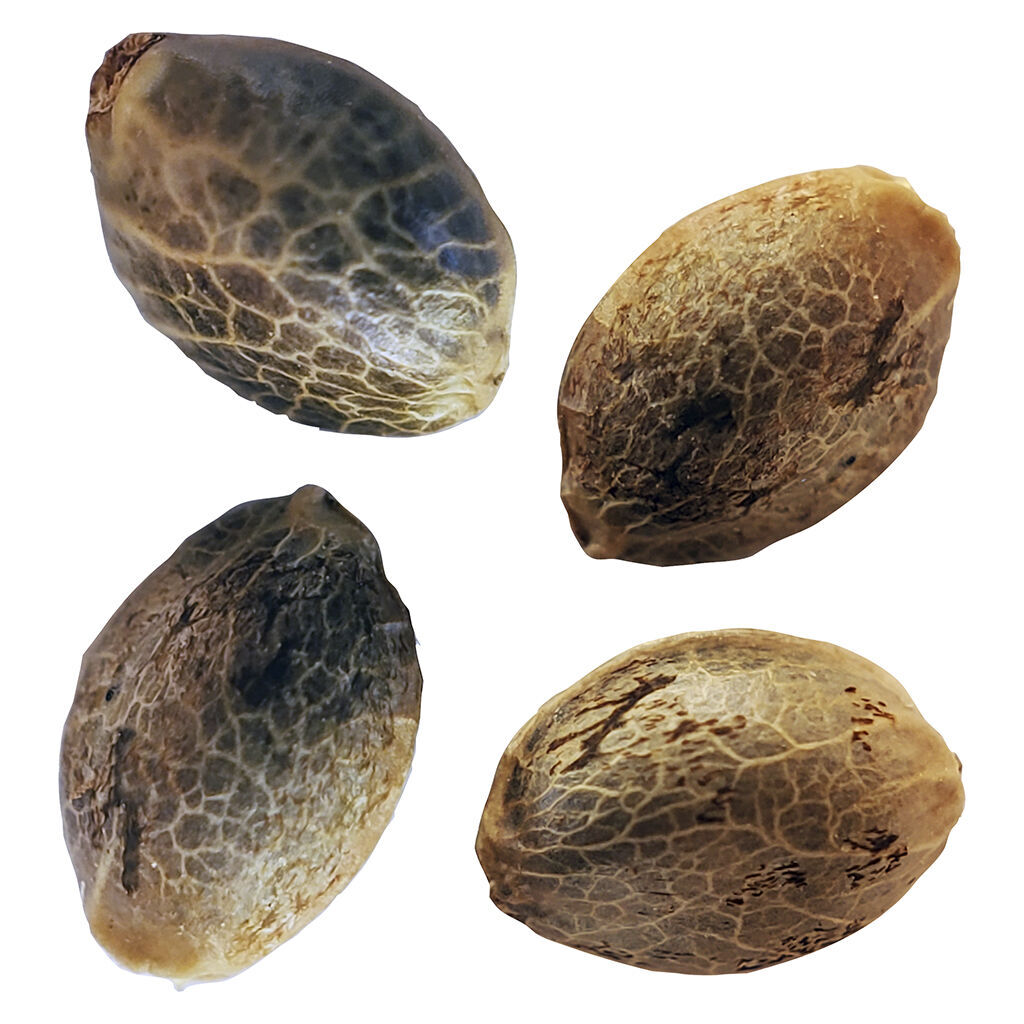 Weathered Islands - BC West Coast Feminized Seed Multi Pack - 4pack