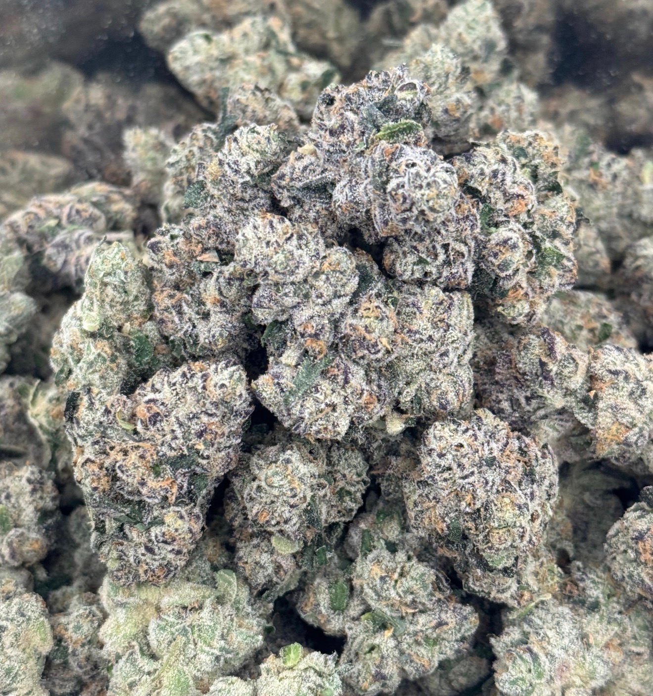 Altsol Blue Sharpies Bulk Flower