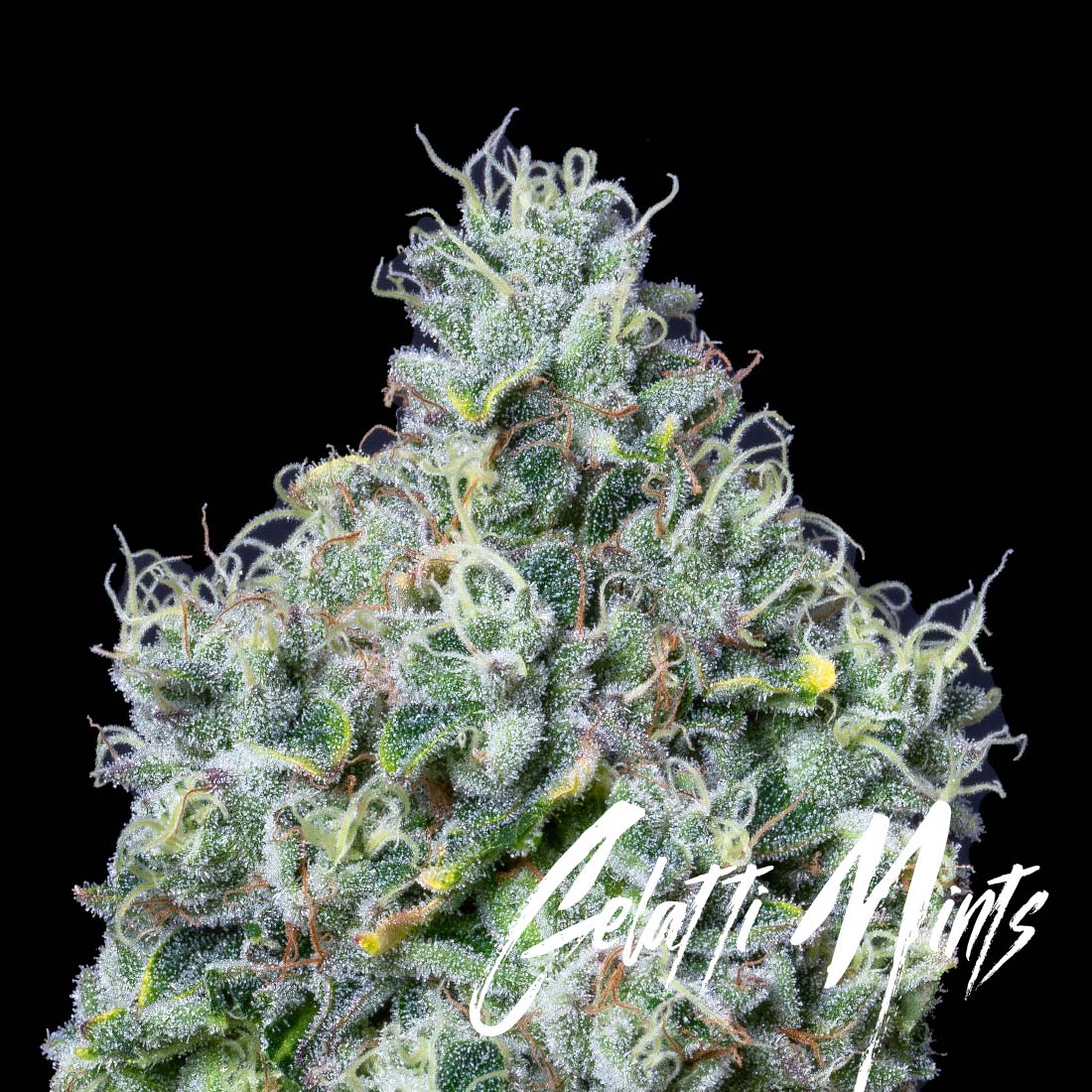 Altsol Gelatti Mints Bulk Flower