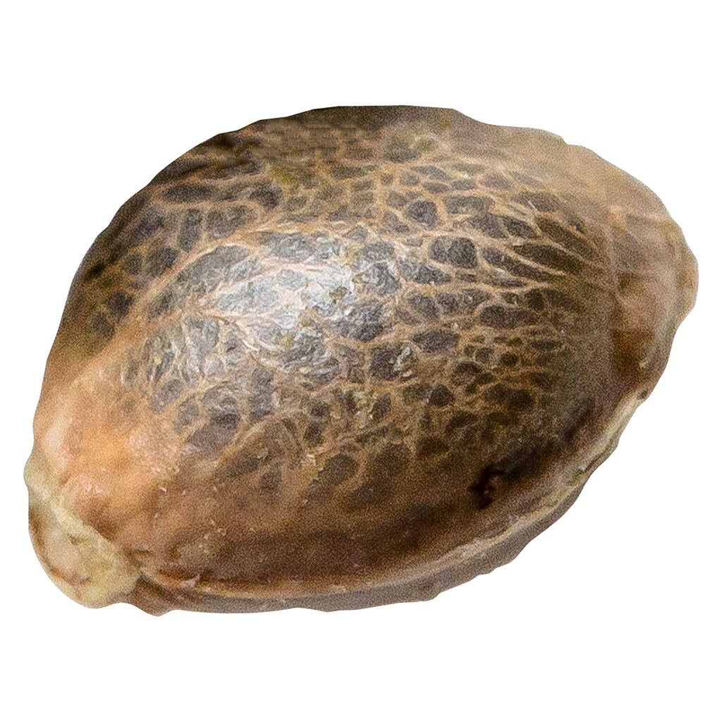 34 Street Seed Co. - OG Kush - Indica - 5 Pack