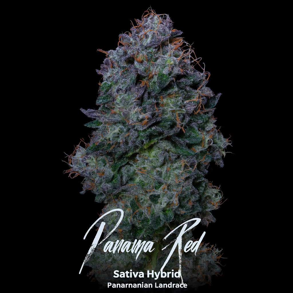 Panama Red