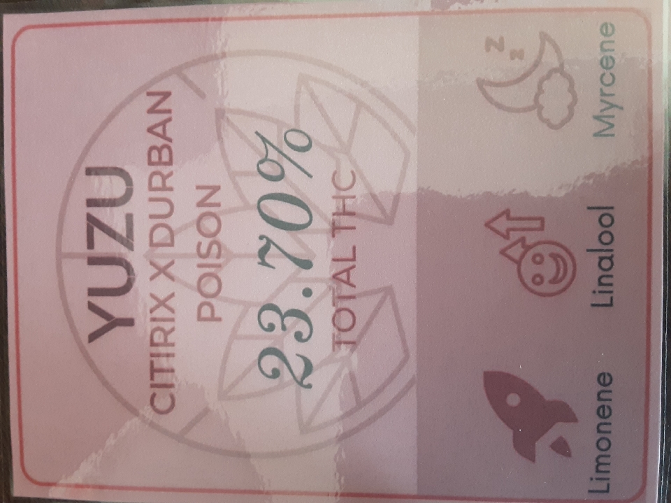 2025 Flower: Yuzu