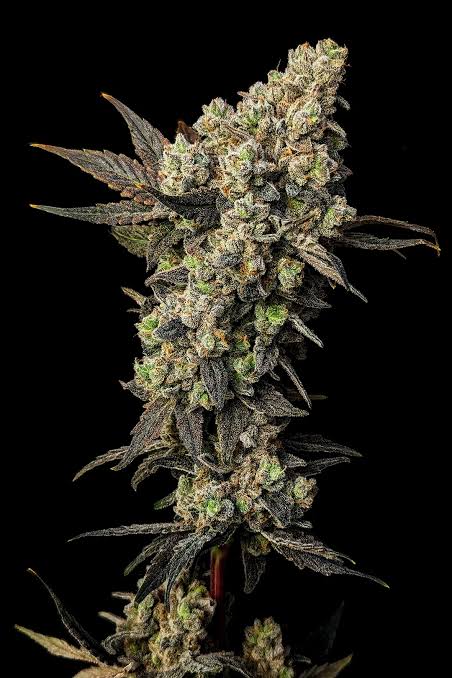 Hight Premium Cannabis | Lemon Fresh (Sativa)