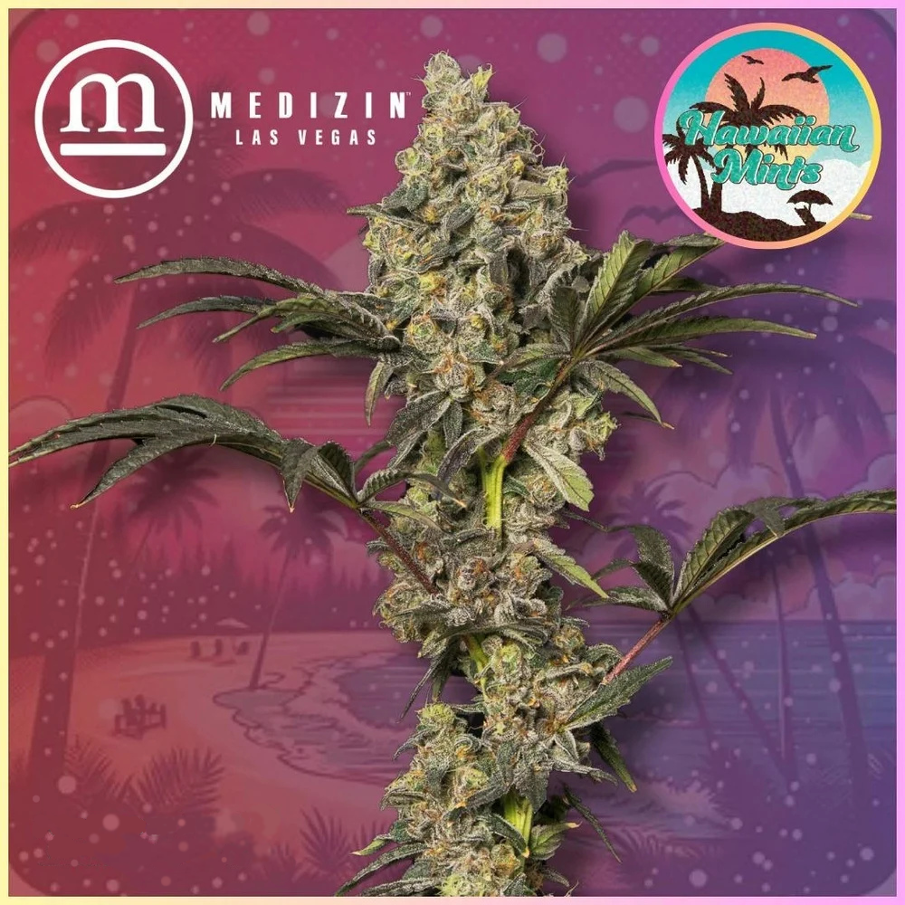 Hawaiian Mints 3.5g