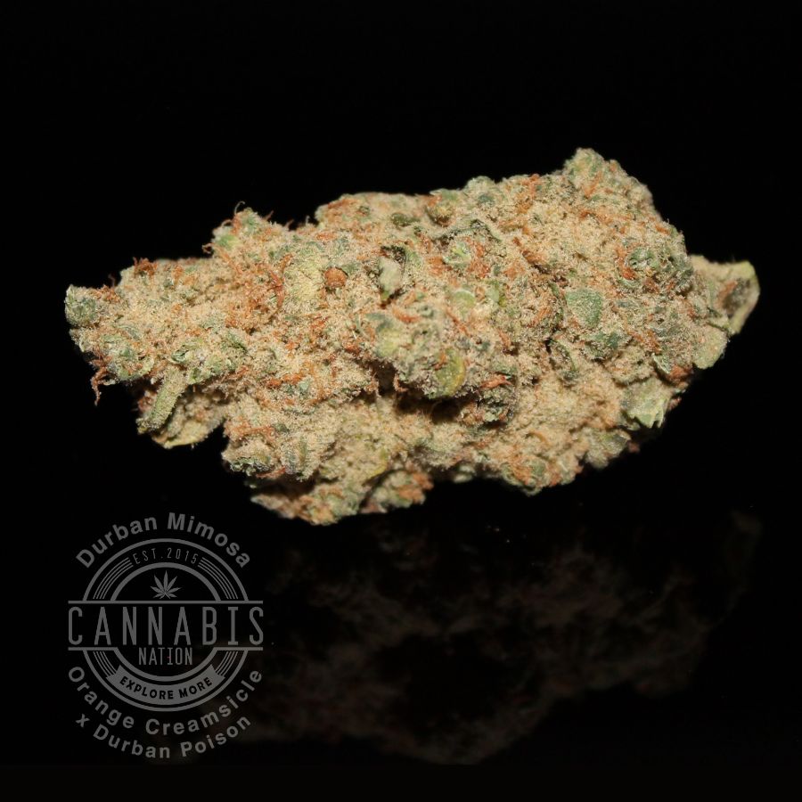 Flower | Durban Mimosa