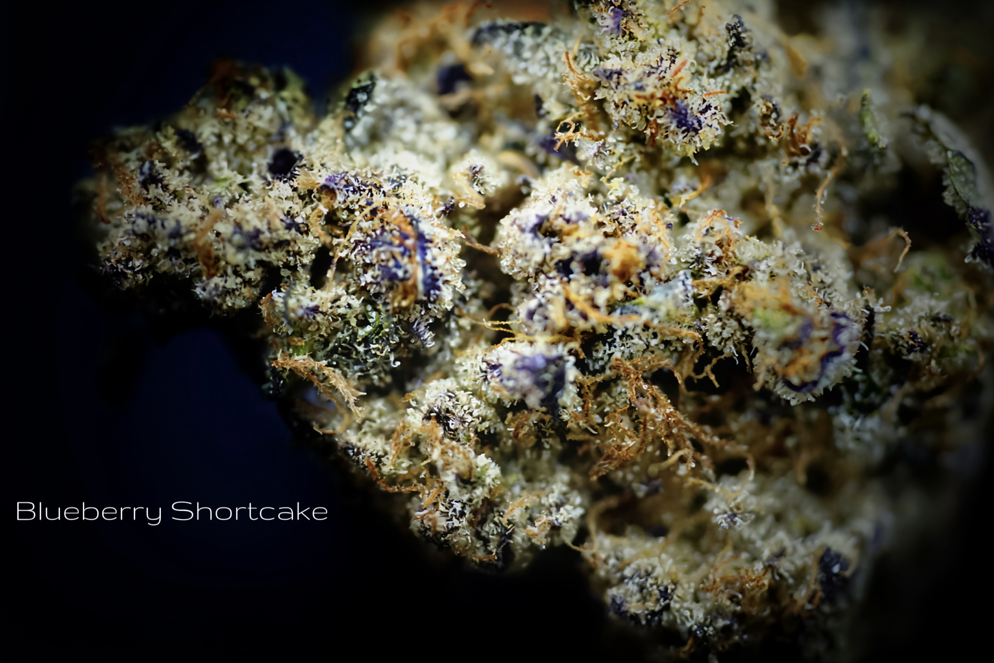 Blueberry Shortcake | Outdoor
