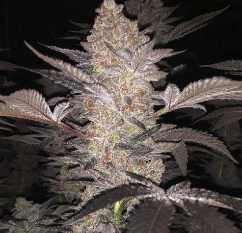 Mimosa 3.5g