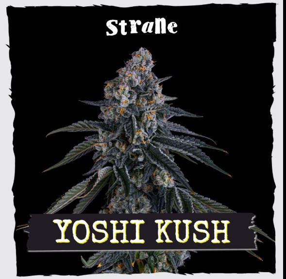 Yoshi Kush 3.5g