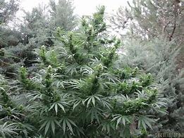 emeraldrose sweat helmet  1grm jar