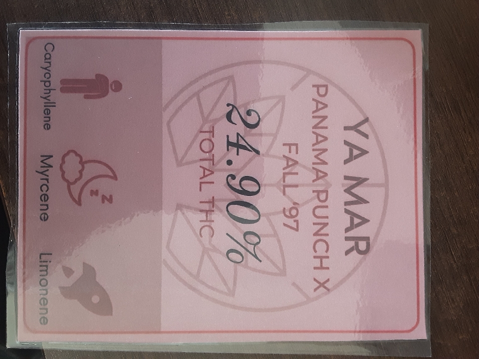 2025 Flower: Ya Mar