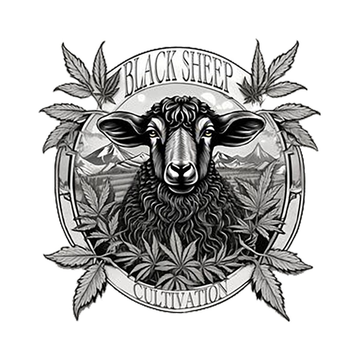 Black Sheep Cultivation | Butterscotch Breath