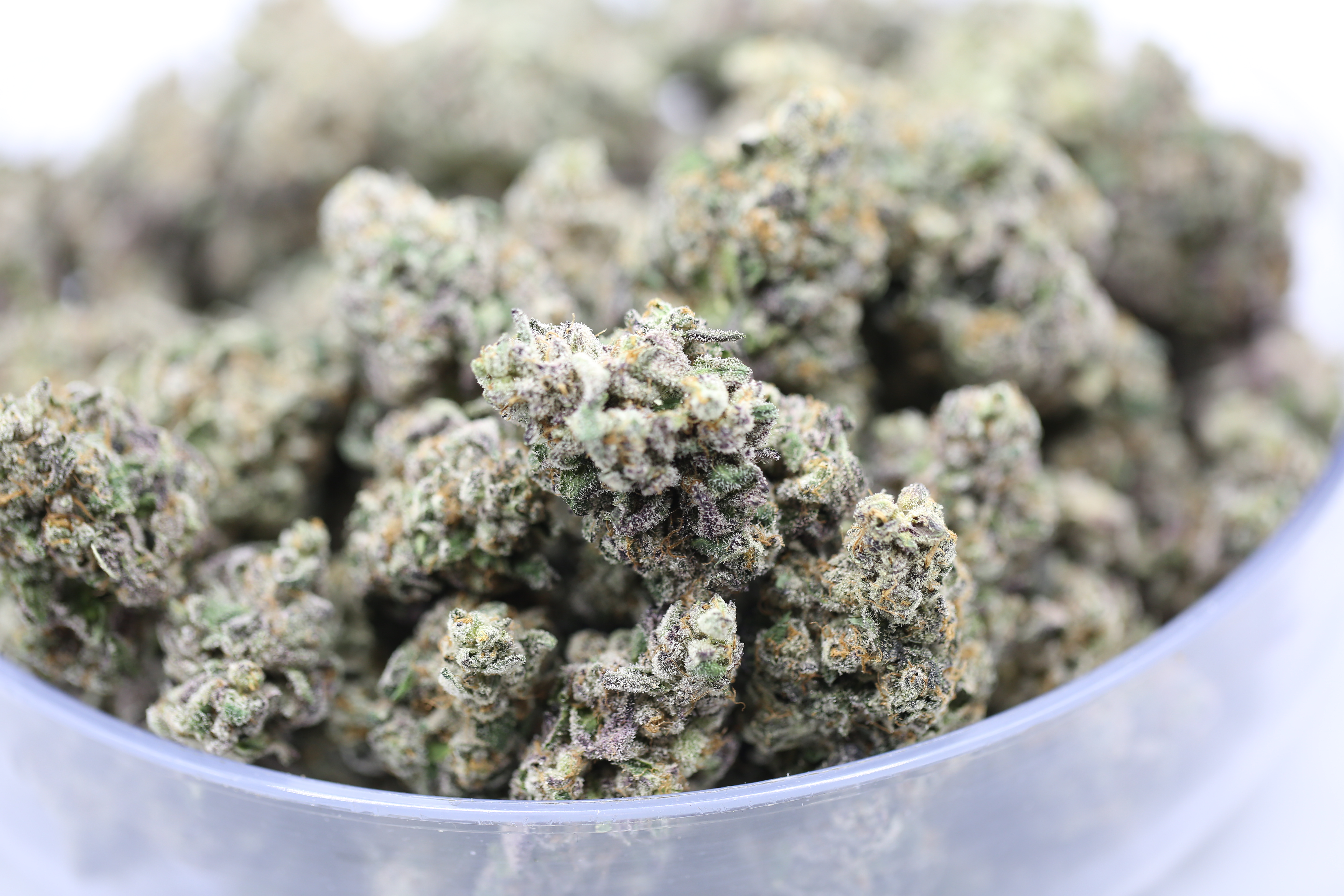 Vice City -  Bulk Flower