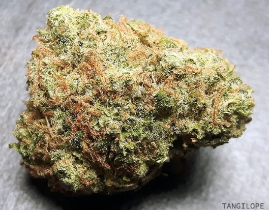 Silver Lake | Bud | Modified Grapes (I)