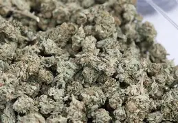 CropShop Cannabis: MAC 1