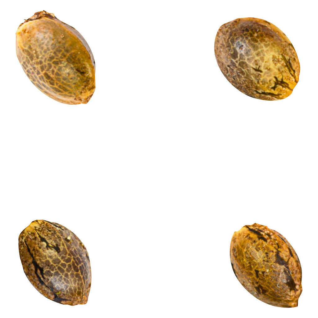 Green Rose - Crasher Breath Seeds - 4 Pack