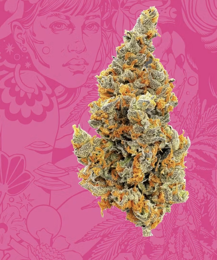Sapura Bulk - Bob Hope - Sativa