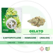 Gelato
