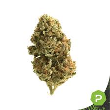 Farm Marcellus | Queen of the South