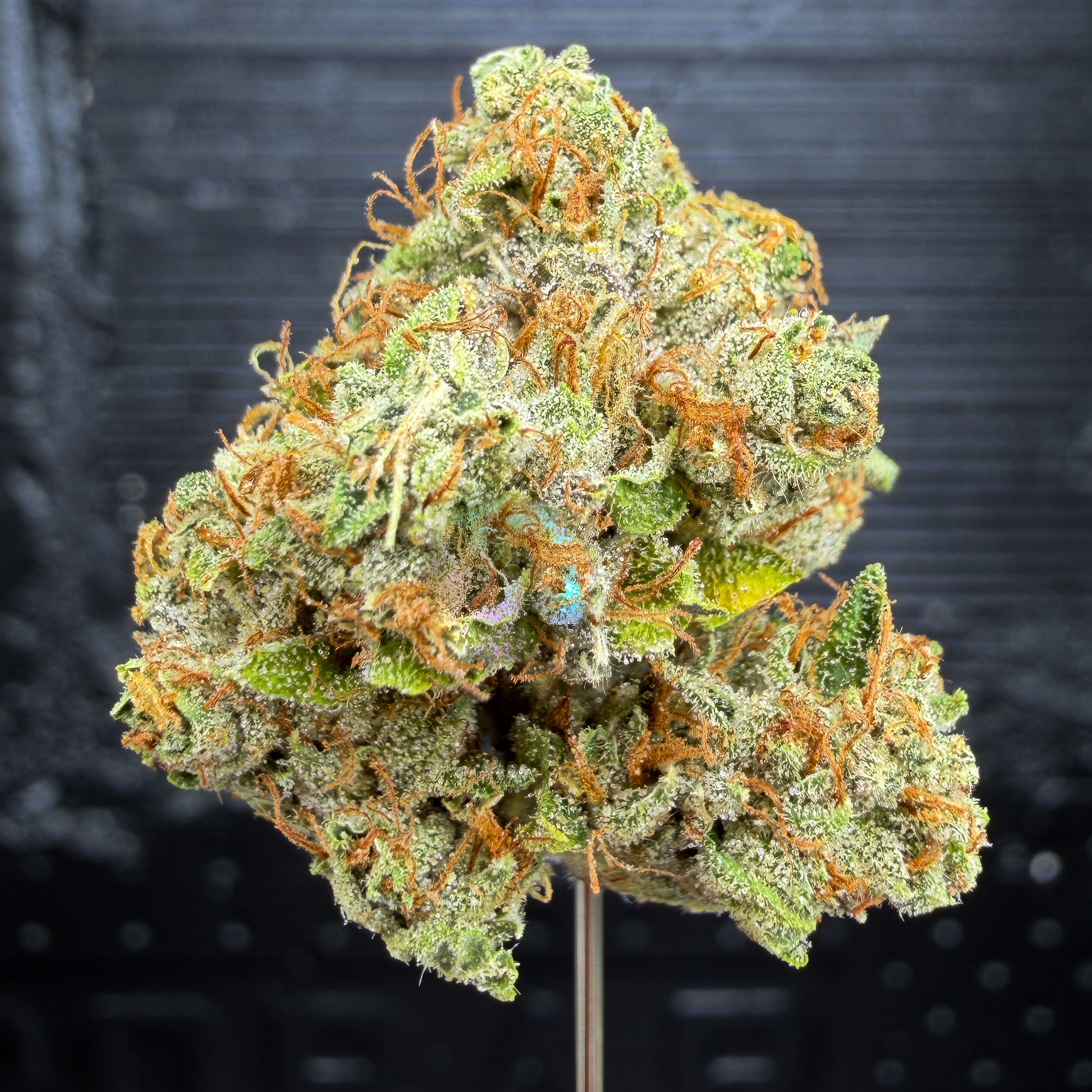 ’96 Kush