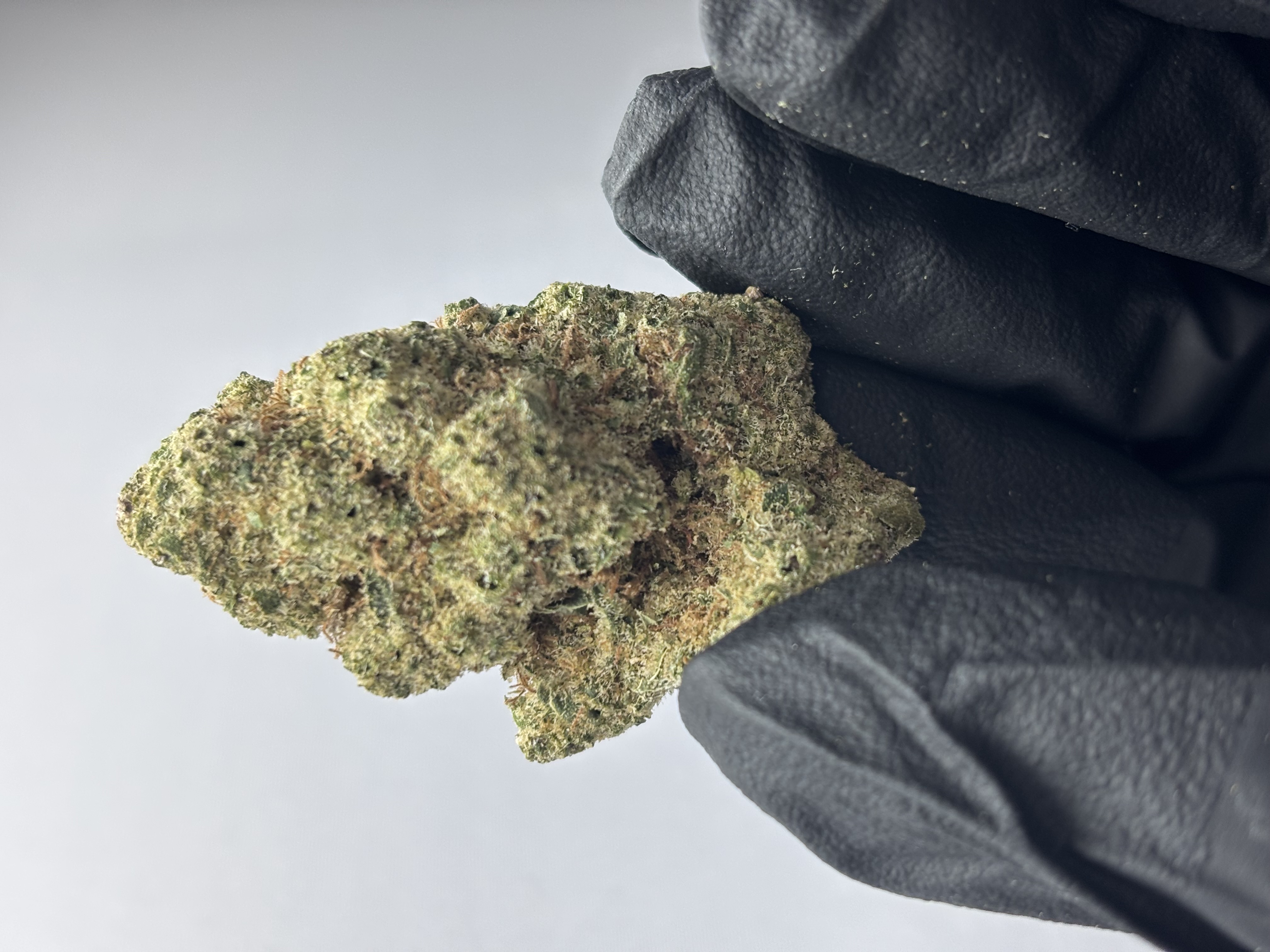 Havana Haze | Popcorn Flower | Bulk