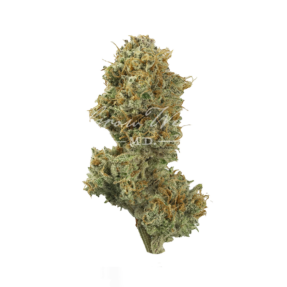 Mile High Volcano | Gold | Trimmed Flower