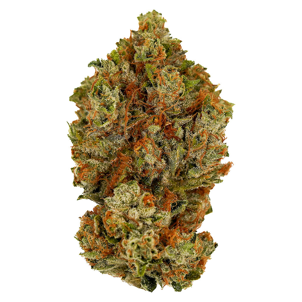 Lotus - Kalifornia - Indica