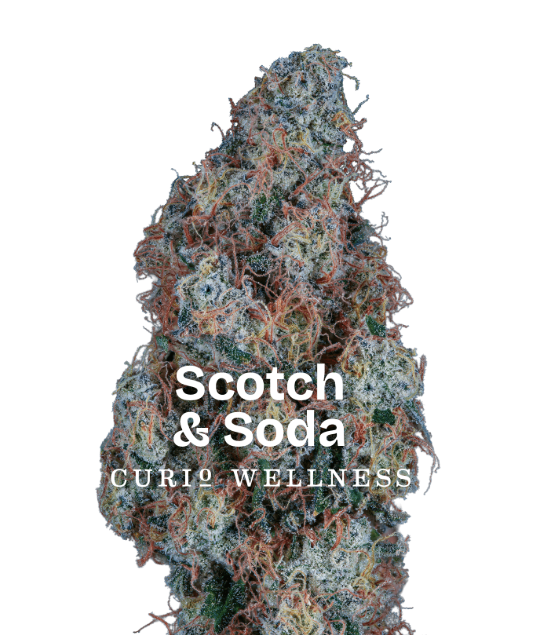 CURIO EXCLUSIVE Scotch & Soda 3.5g