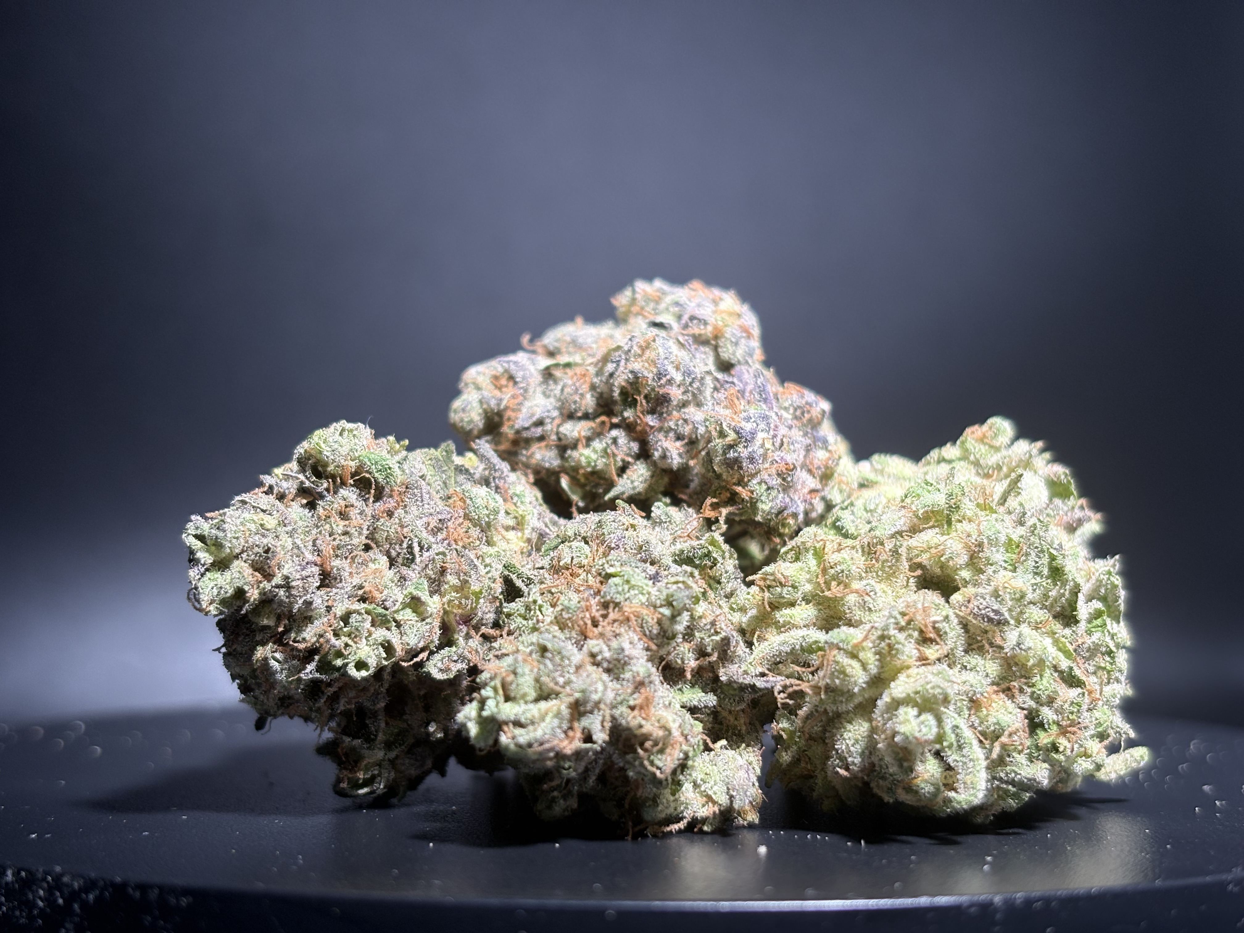 Terp City - Flower - Bulk - Slip N Spray