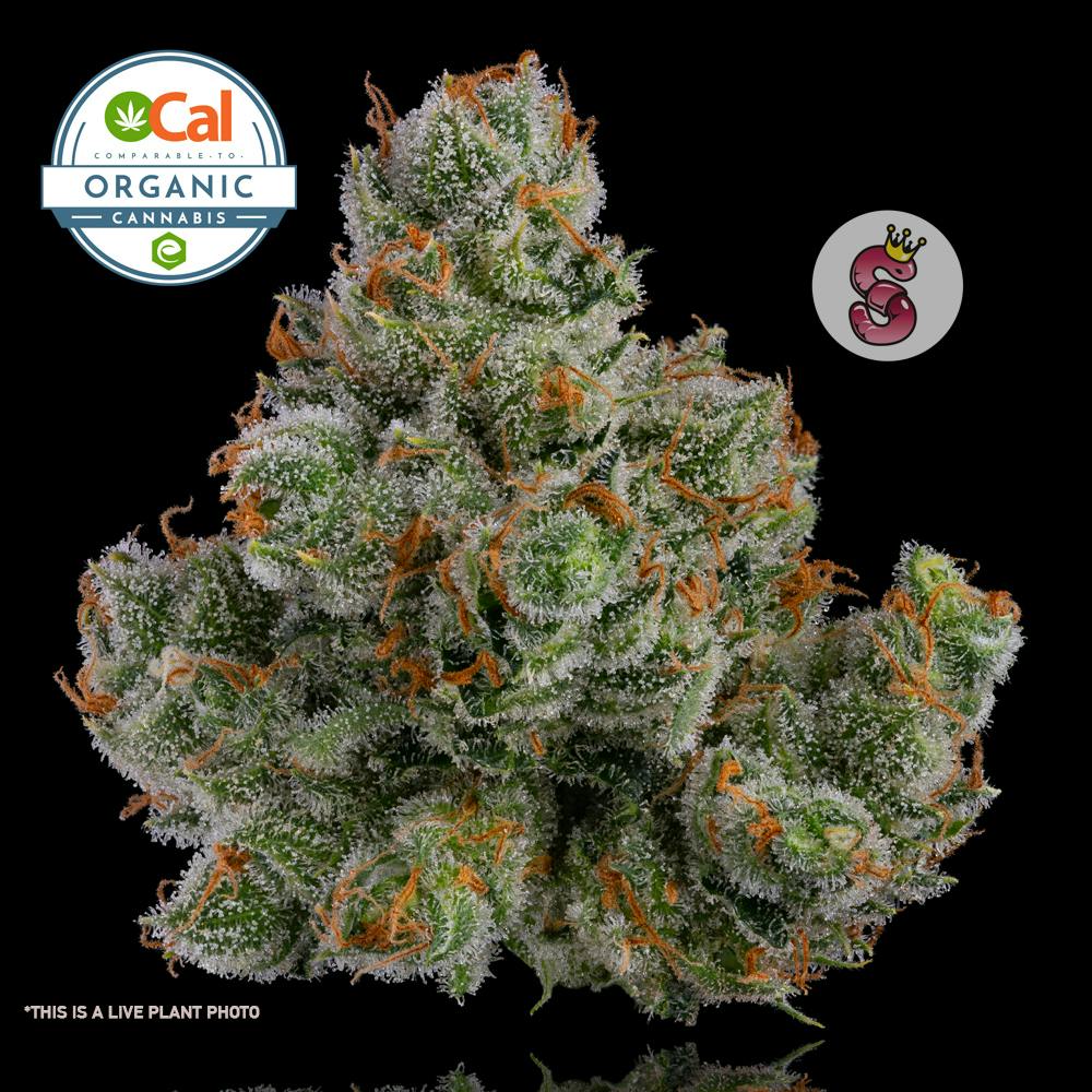 NoTillKings - J1 3.5g
