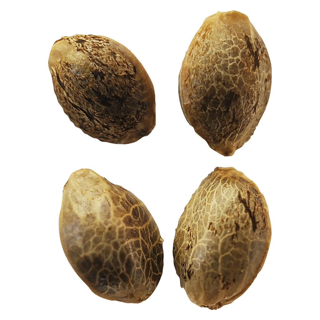Weathered Islands - Lemon Sunshine Autoflower Feminized Seeds - Sativa - 4 Pack