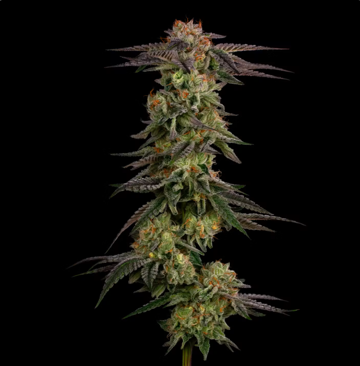 Lava Dawg | CommCan
