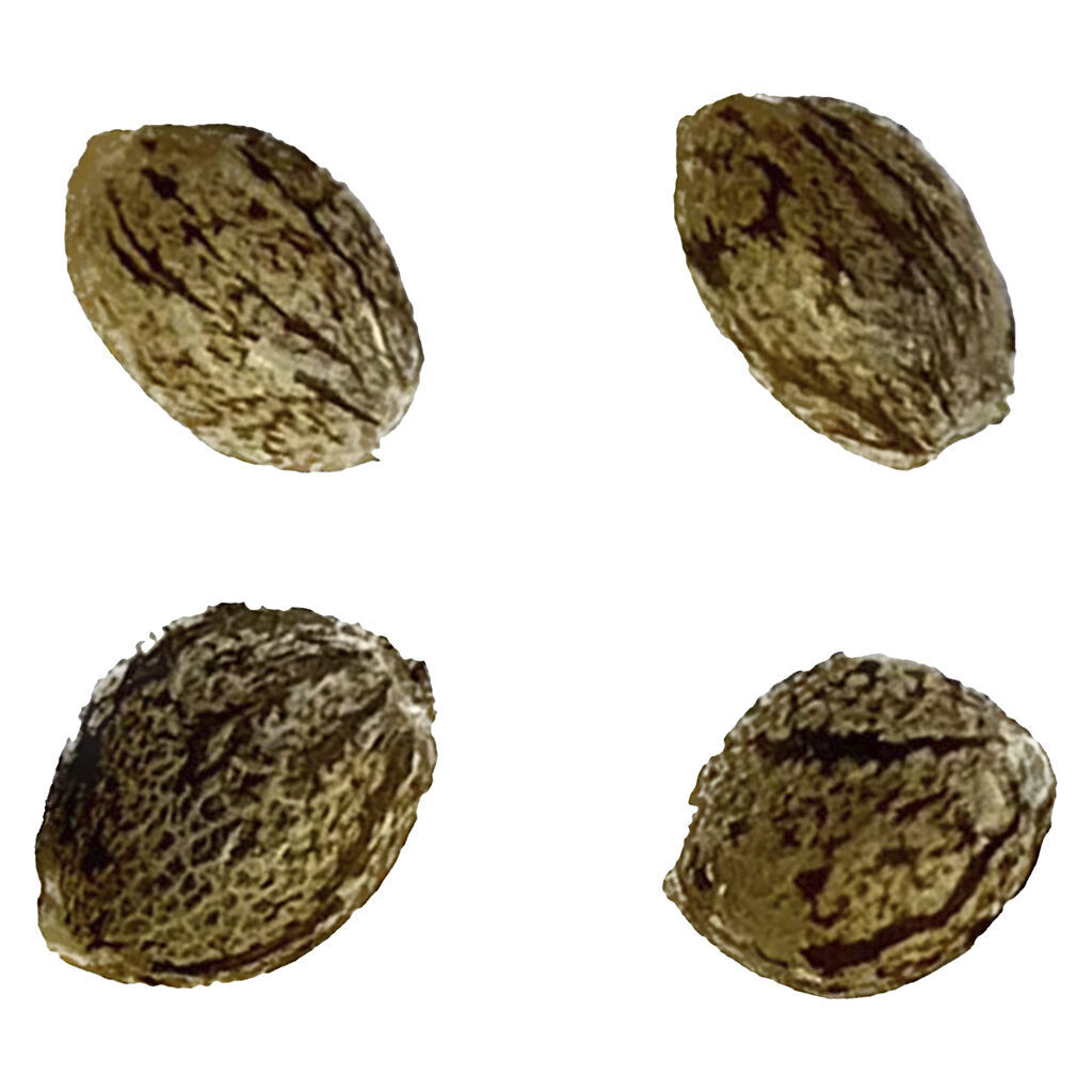 Automatic Ganja - Auto Gorilla Grape Femilized Seeds (Double Grapes x Gorilla Cookies) - Indica - 4 Pack