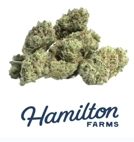 Hamilton Farms - Modified Gary - 7g - Mixed Buds