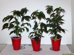 Clone