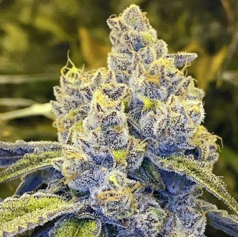 RMG Bulk - Cookie Butter Breath
