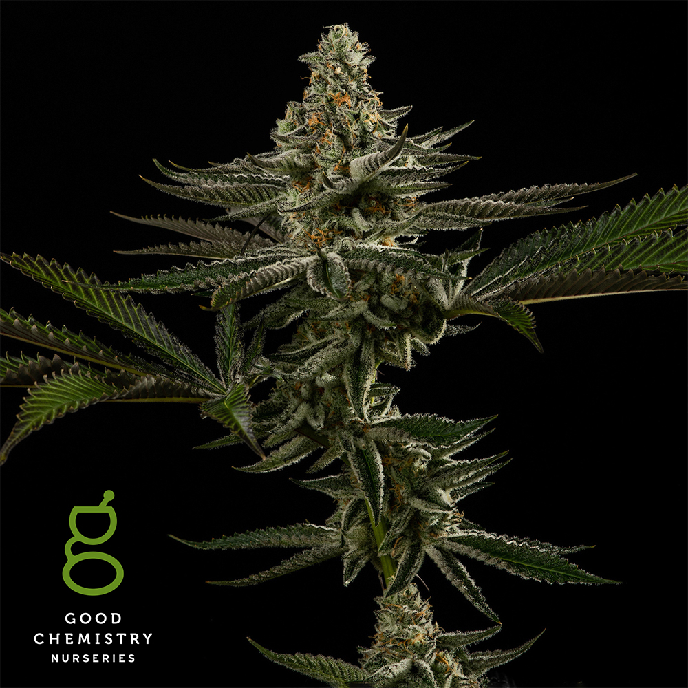 ButterCream Cookies Flower | 3.5g - Good Chemistry