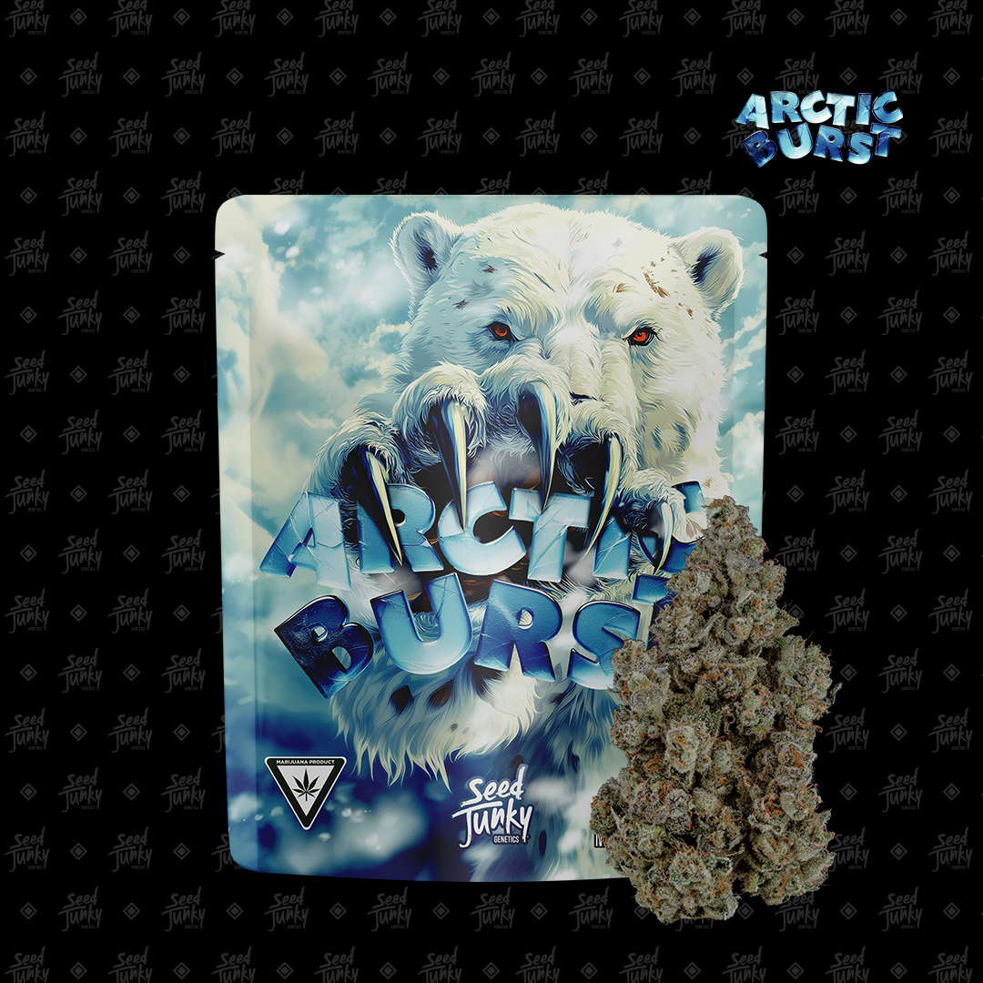 Seed Junky Prepackaged Flower | Arctic Burst