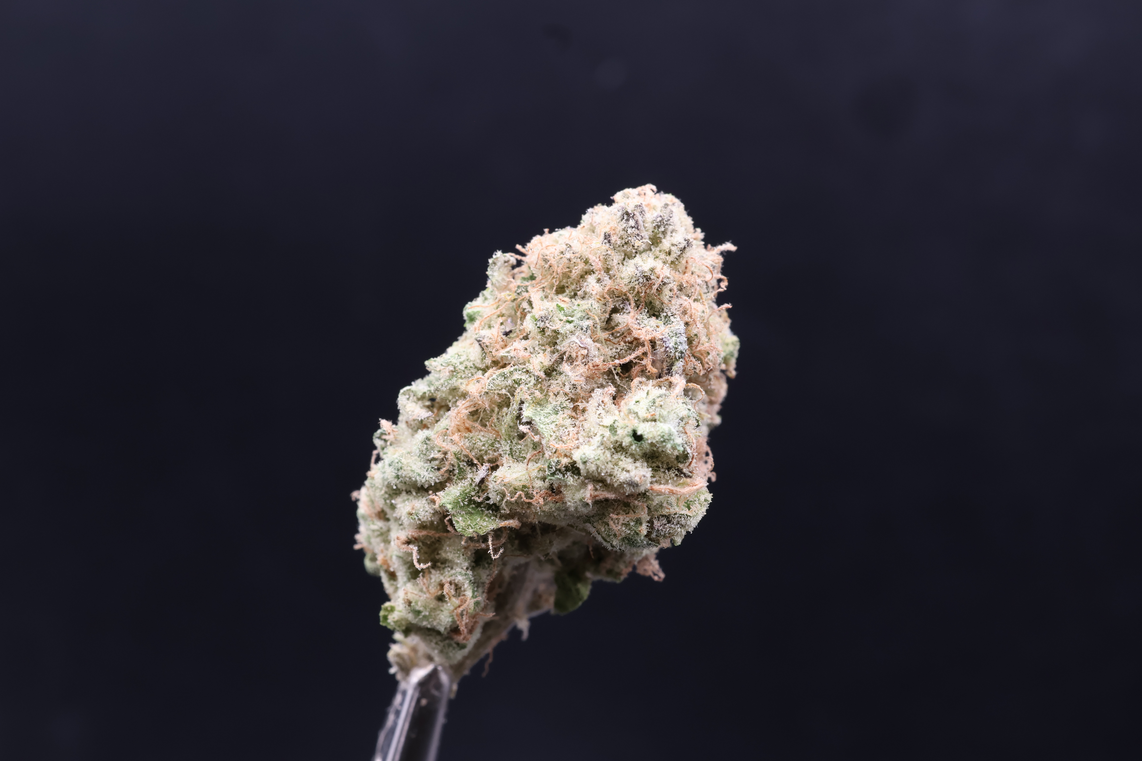 Sour Garlic Honey Banana (High Ridge Farms)