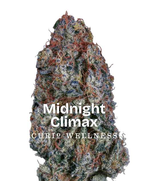 CURIO EXCLUSIVE Midnight Climax Baby Buds 5g