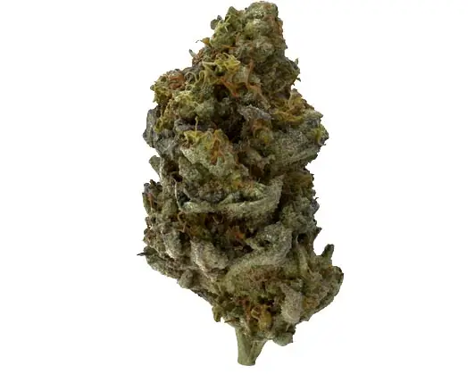 Great Lakes Leaf Shot Caller Flower