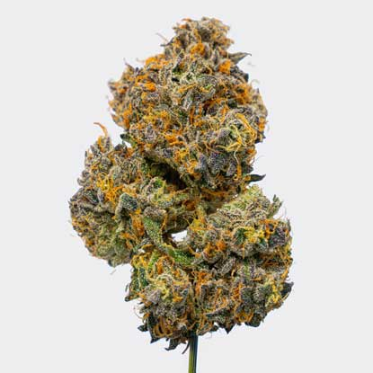 niche. | Yellow Mermaids | Smalls