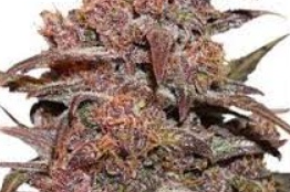 Red Dawn (3.5G)-Platinum